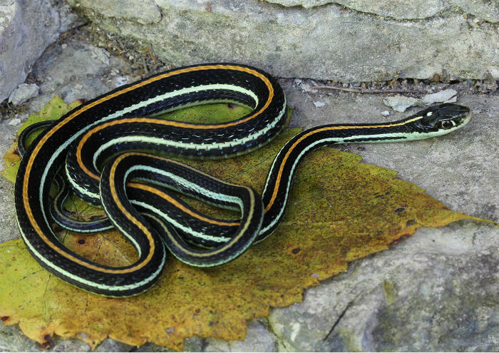 Western Ribbon Snake